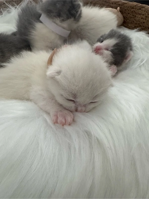 Wunderschöne Kätzchen  Bkh Babykatze  