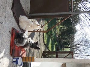 Suche Zweit-Hündin 4 - 10 Jahre, 6 - 10 kg
