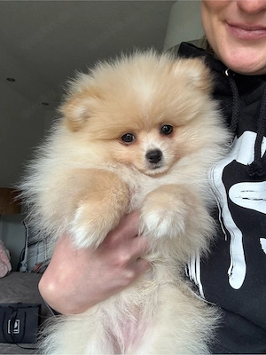 zwergspitz pomeranian 