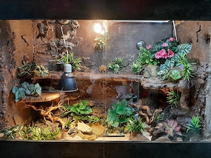 Terrarium 