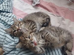 Suße Rassige BHK  Kitten  