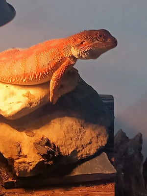Bartagame zu verkaufen 