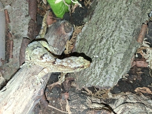 2.2 Bavayia robusta (Brauner Waldgecko) 