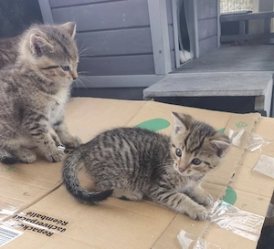 Liebevolle, stubenreine Kitten   bereit für ein neues Zuhause!