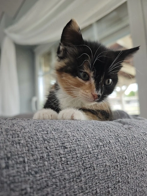 süße Perser Mix Babies weiblich  Bild 3