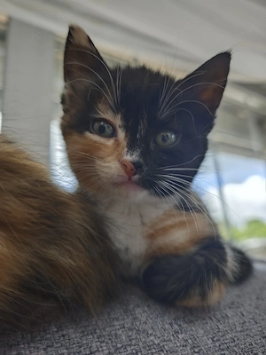 Maine Coon Perser Mix Mädchen 