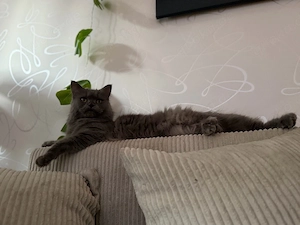 Liebe Katzendame  Gremlin  sucht ein neues Zuhause