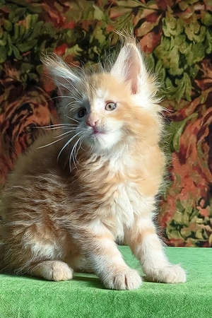 Flauschiges Maine-Coon-Kätzchen sucht ein liebevolles Zuhause