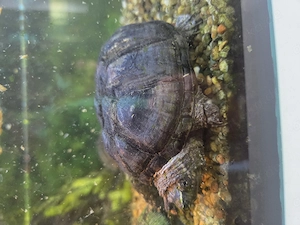 2 Wasserschildkröten