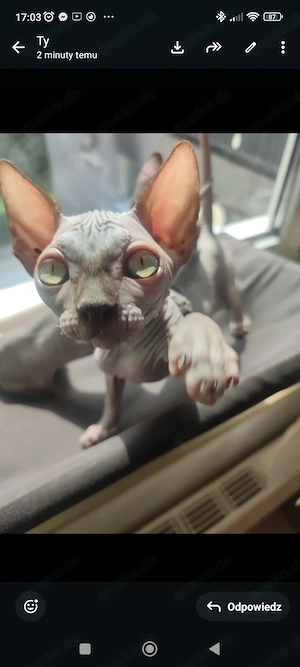 Zwei männliche Sphynx Kitten
