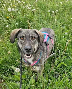 Penny, 2 Jahre, 50-55 cm