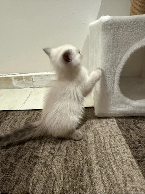 Süße Mix Kitten (BKH x Heilige Birma) Bild 3