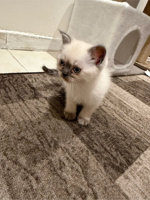 Süße Mix Kitten (BKH x Heilige Birma) Bild 4