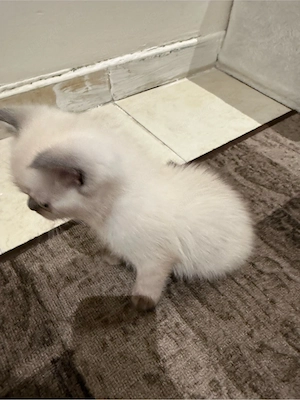 Süße Mix Kitten (BKH x Heilige Birma)