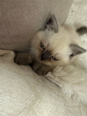 Süße Mix Kitten (BKH x Heilige Birma) Bild 2