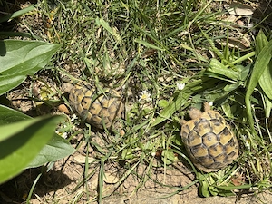 Abgabe von 2 THB Jungtieren, Garten-Wildschlupf 2022