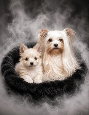 hübsche 9 wochen alte Yorkie Hündin