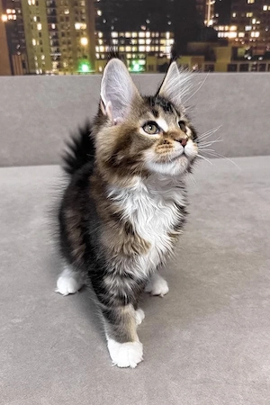 Liebenswertes und zutrauliches 5 Monate altes Katerchen   vollständig geimpft und bereit für ein neu Bild 2