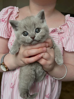 BKH British Kurzhaar Kitten Junge und Mädchen