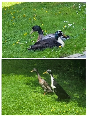 2 Laufenten Erpel 
