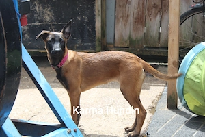 Malinois Welpen