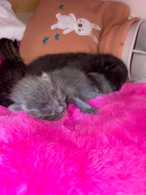BLH kitten 