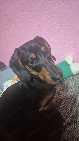 zwergdackel
