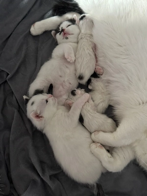 baby katzen zum verkaufen 