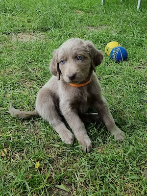 Langhaar weimaraner welpen 