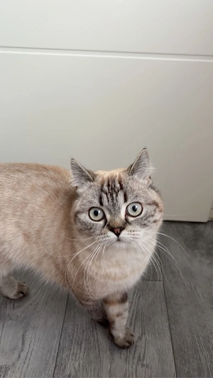 Britische kurzhaarkatze