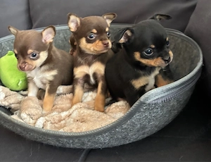 schöne reinrassige chihuahua welpen suchen ein neue zuhause 