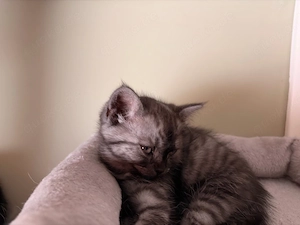 BKH Kitten   Baby Kätzchen