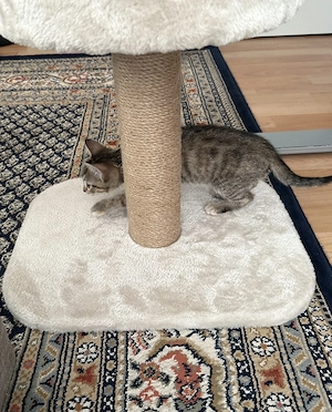 Europäische kurz Haar kitten 