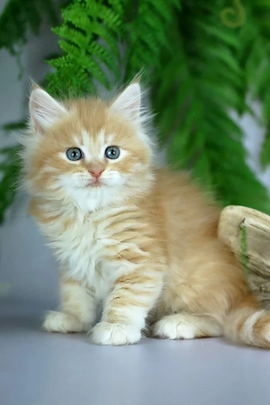 Maine Coon Mix Kitten (5 Monate, männlich) sucht ein liebevolles Zuhause!   