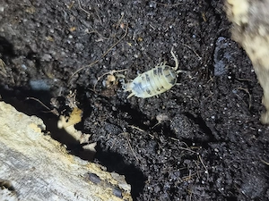 Panda Asseln  Porcellio laevis "Panda"