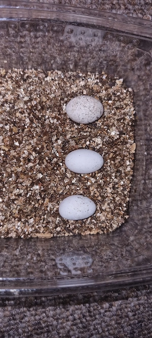 Kronengecko Nachzuchten (Correlophus ciliatus) aus privater Hobbyhaltung
