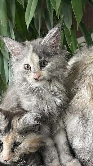 nur noch zwei weibliche Maine Coon Kitten