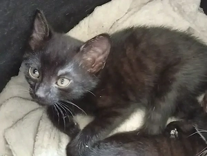 BKH mix kitten in der Farbe schwarz Mädchen 