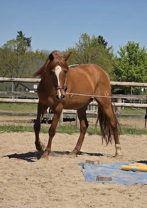 PRE mit ANCCE Papieren, 12 Jahre, ca. 1.63m