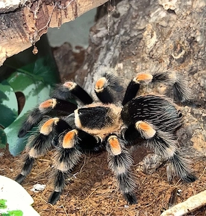 !Suche! Brachypelma Hamorii 0.1 Weiblich Vogelspinne