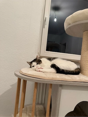 Liebevolle Katze sucht ein neues Zuhause