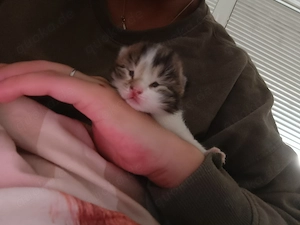 Kitten suchen ein neues Zuhause ab Juli mit Reservierung 