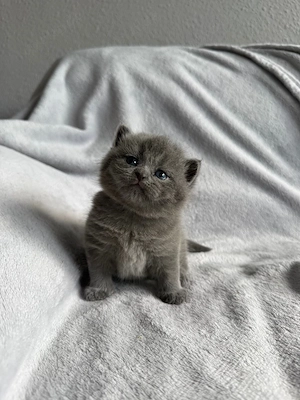 Wunderschöne BKH Kitten