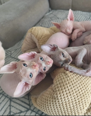 Süße Sphynx Kitten suchen ein liebevolles Zuhause