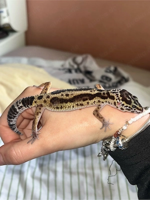 Leopardgecko Weiblich