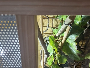 Wunderschönes terrarium mit allem drum und dran zu verkaufen