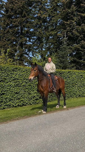 schweres polnisches Warmblut, 3 Jahre, ca. 1.61m