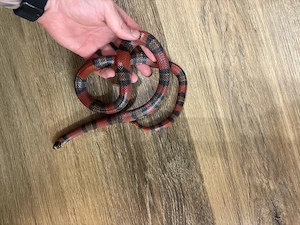 Königsnatter 1.0