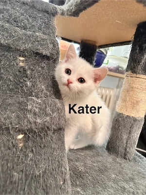BKH Kätzchen