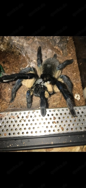 Monocentropus balfouri 